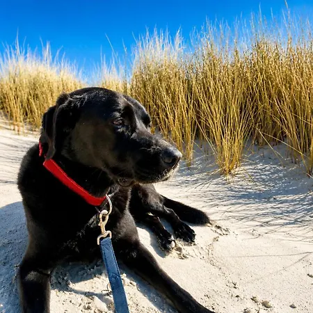 Ferienwohnung Amrum In Top-Lage Nur Wenige Minuten Zum Strand Terrasse & Wlan Apartment Wittdun